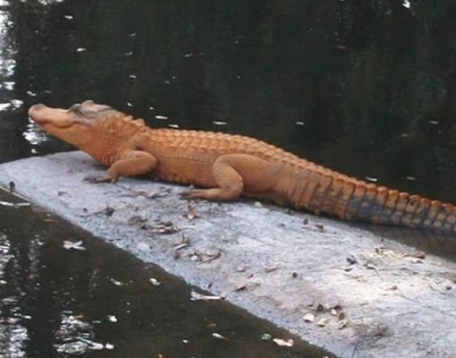 crocodiles agama mwanza