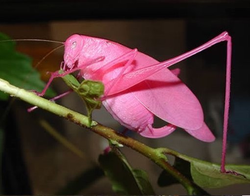 saltamontes rosa