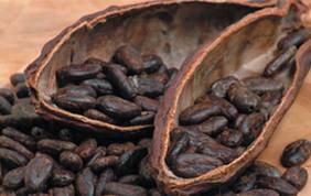 cacao