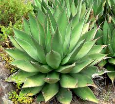 agave