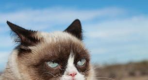 Conoce al Grumpy Cat , el gato más famoso de Internet 