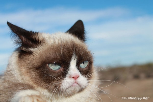 Conoce al Grumpy Cat , el gato más famoso de Internet 