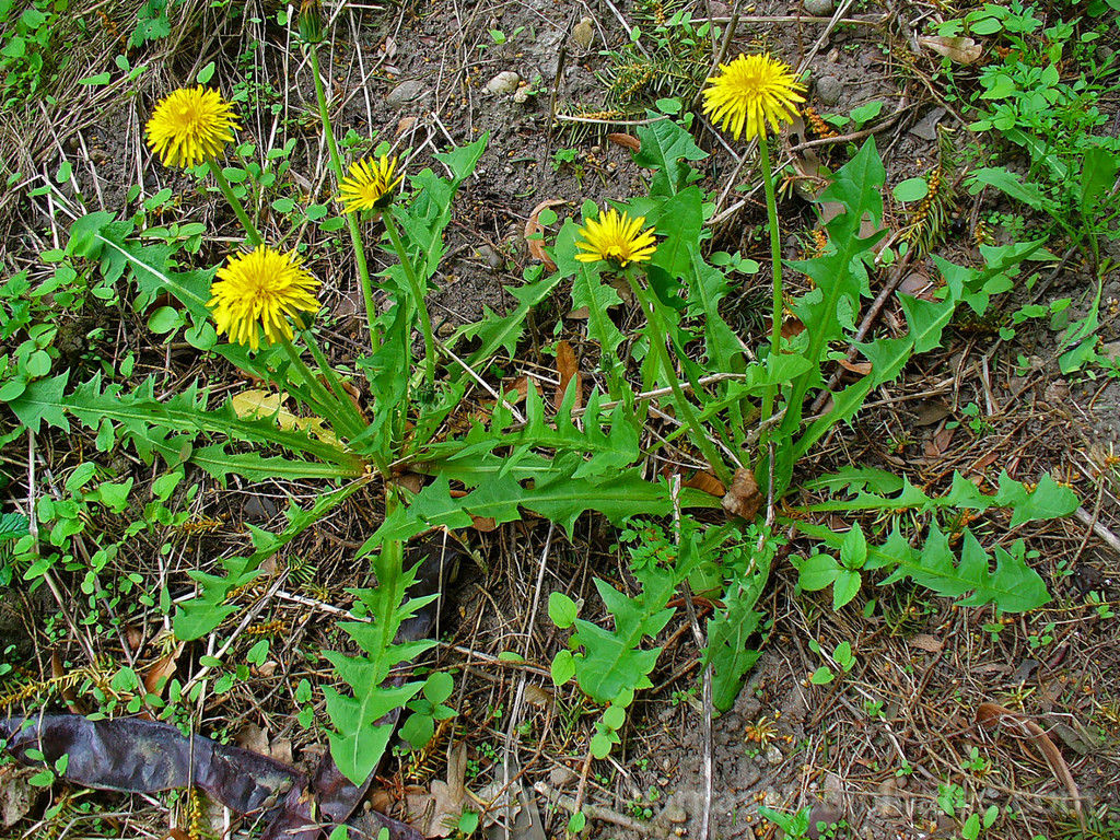 Hierba Diente de león